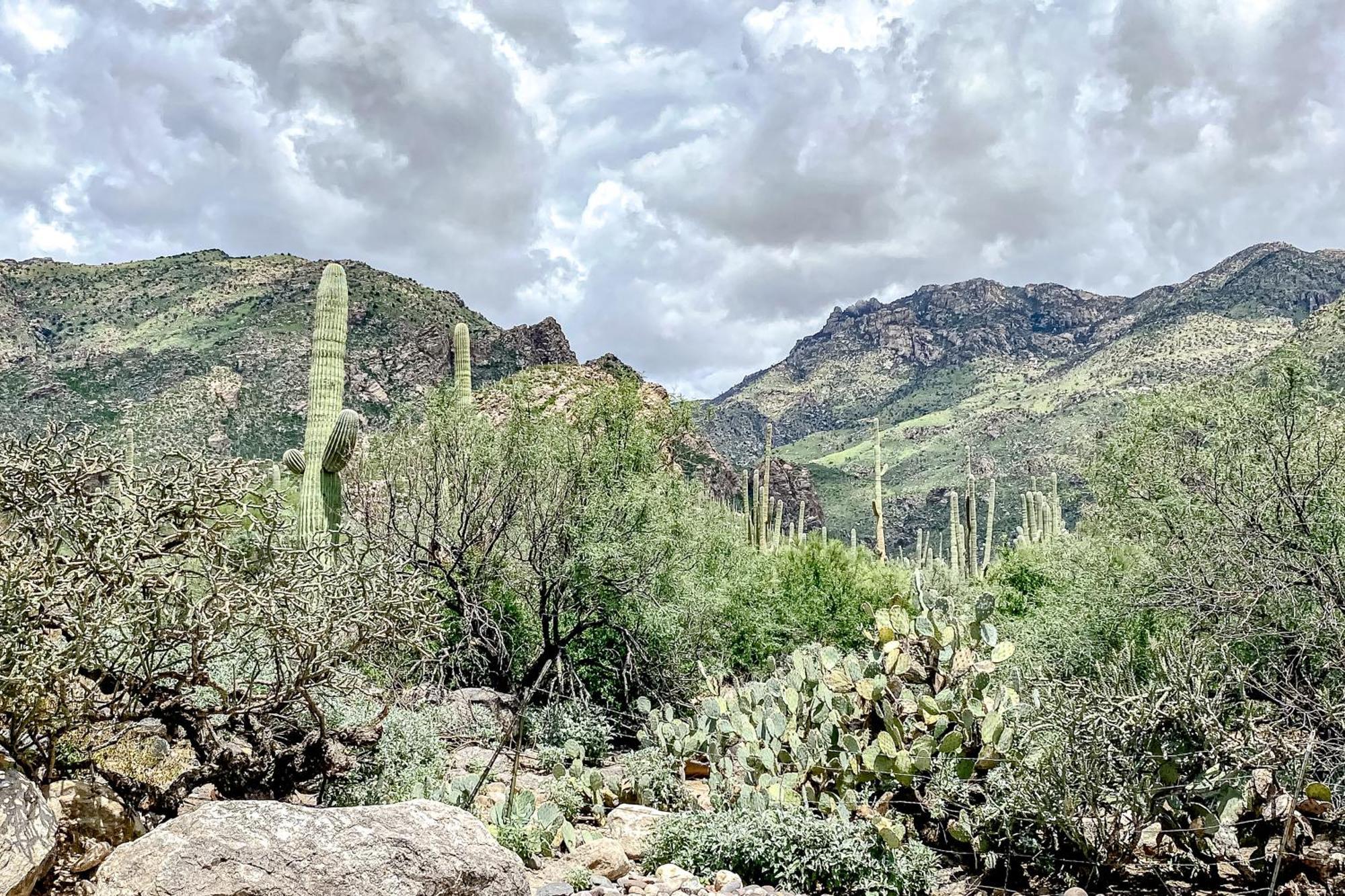 Canyon View Tucson Quarto foto
